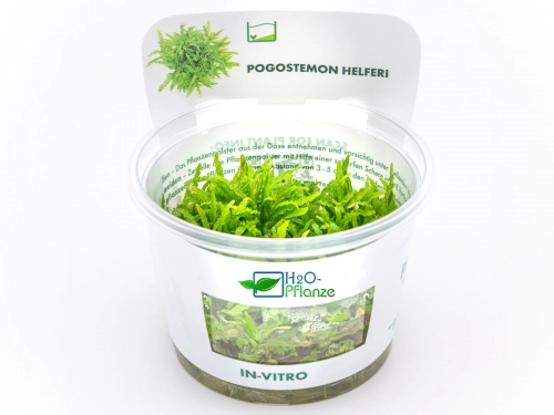 Kleiner Wasserstern - Pogostemon helferi in vitro